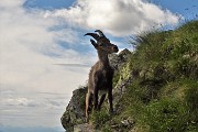 75 Scendo in compagnia degli stambecchi !